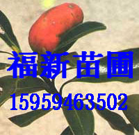 (l)|MľmNӺ͘(l)|ľmN (l)|ľmN