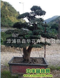 ܘ䘶