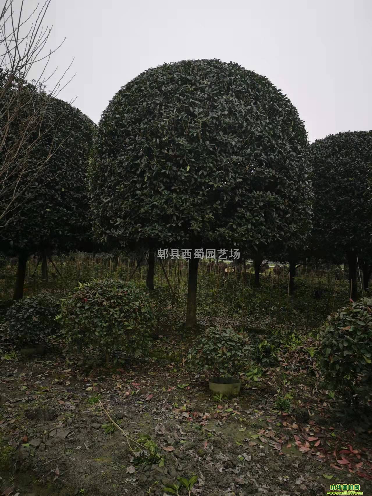 ɶ18-20cmƷ