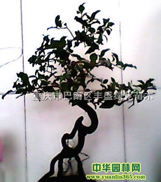 ΢辰3