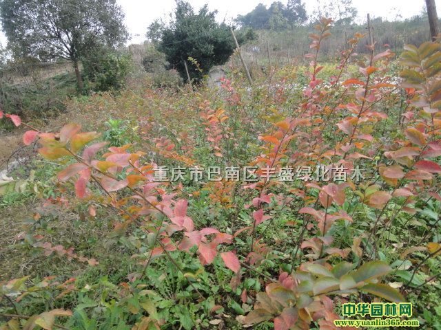 ޱС30-50cm