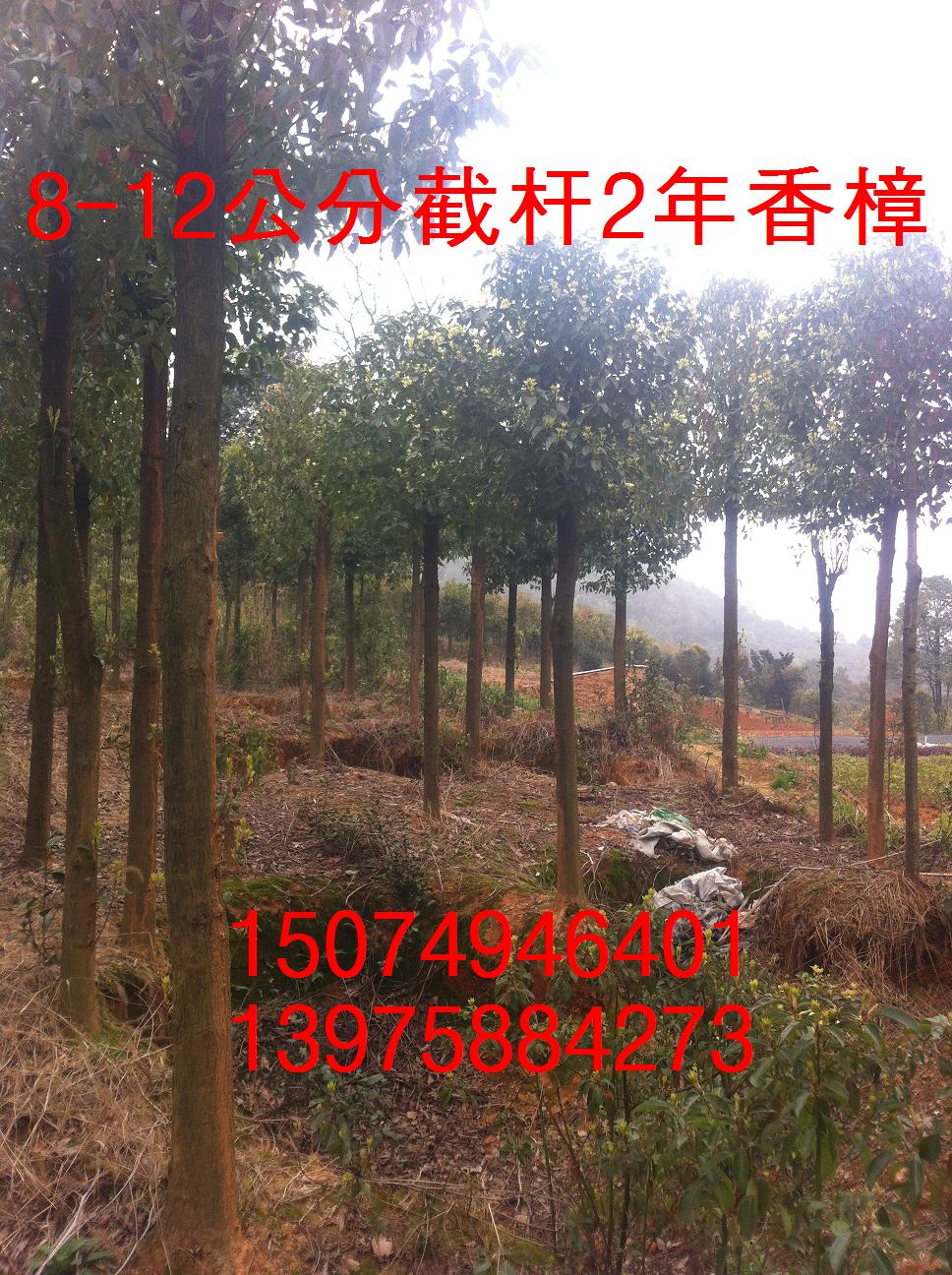 8-12ֽؗU1