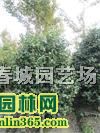軨
