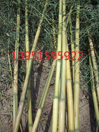 2-3׸S2-5׸߽Сë