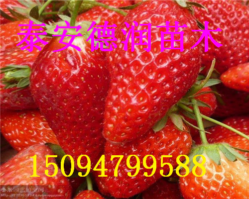 һ̖ݮr2017һ̖ݮB
