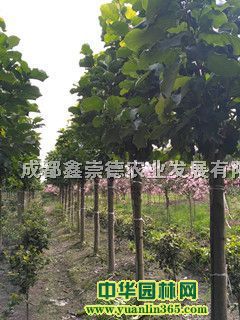 mߗU޽m5-12