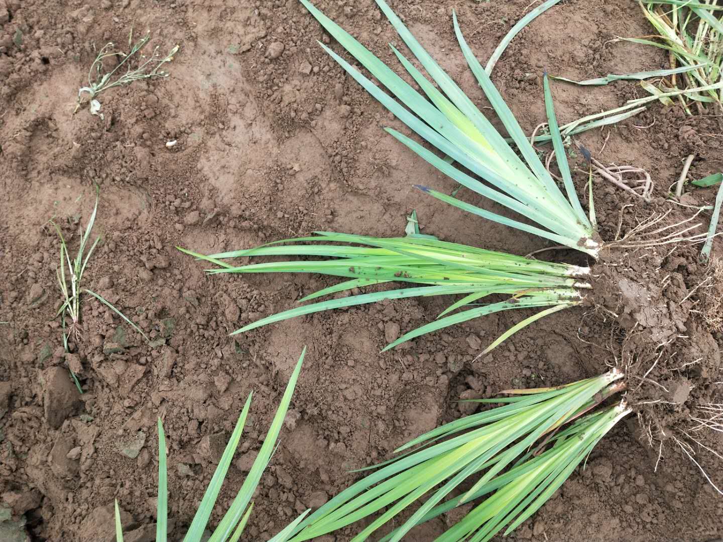 20-40S