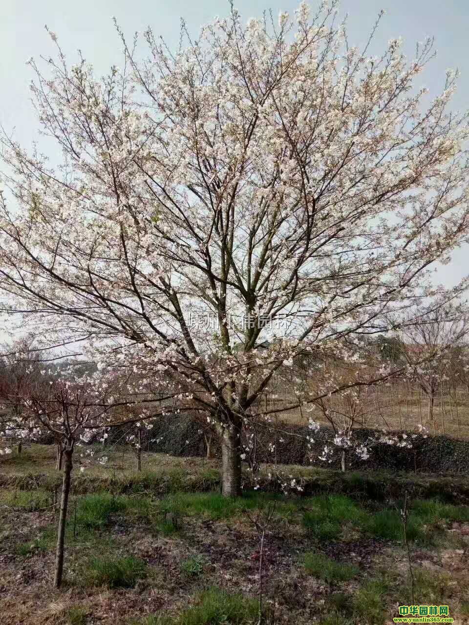 ѻ
