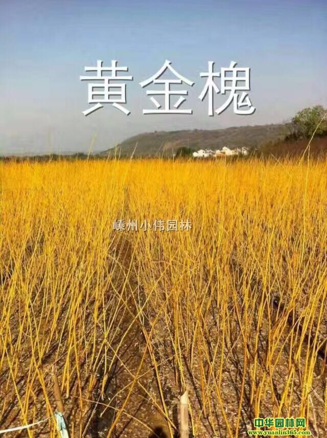 SС