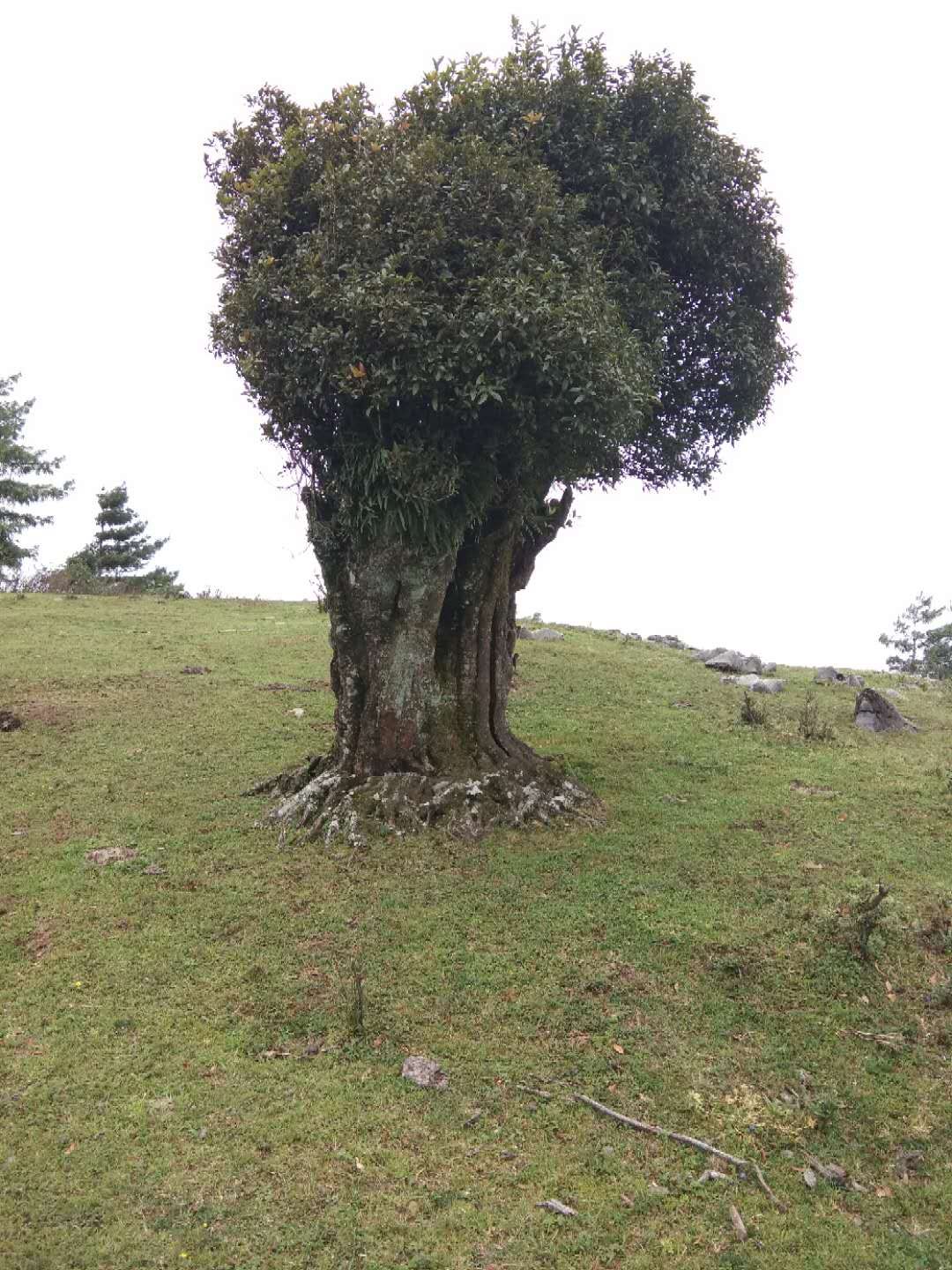 (gu)͘(gu)