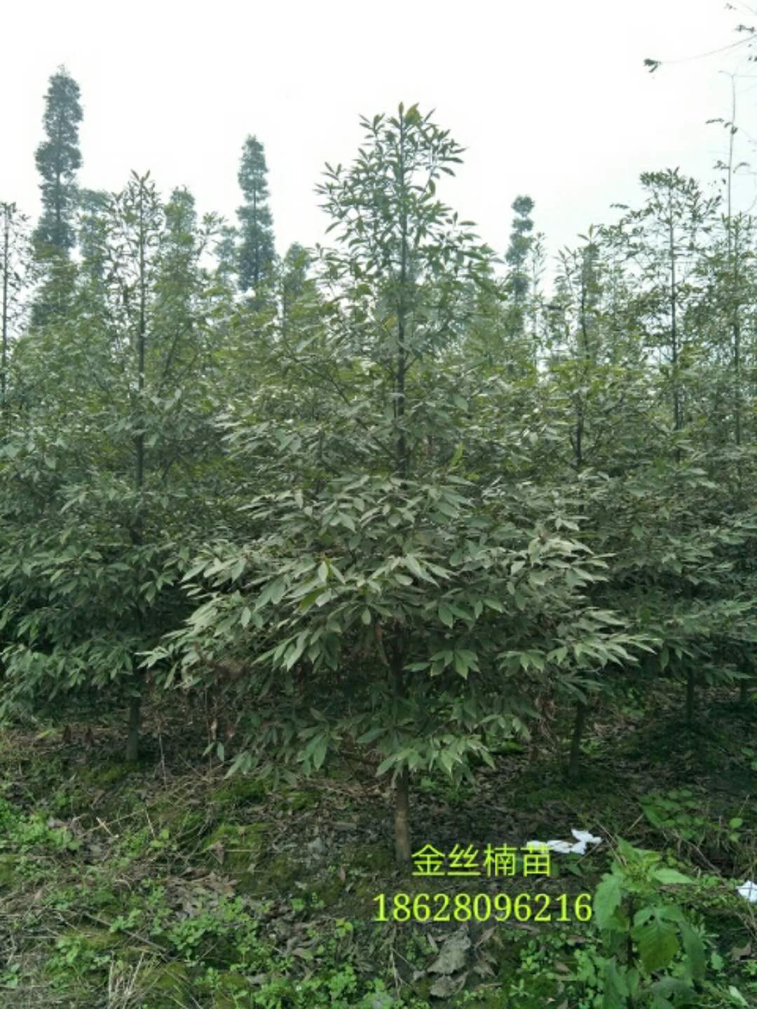 zľֱNzľ