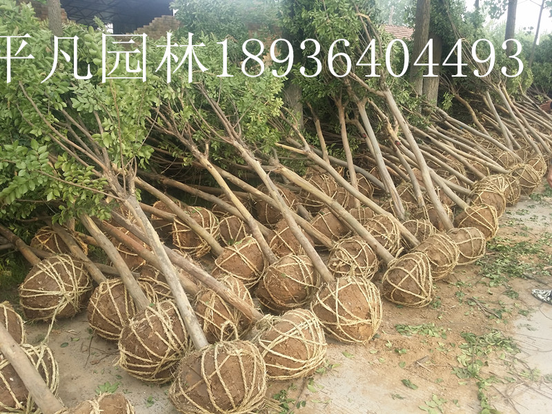 ޱޱtޱ0.5-26CMޱ