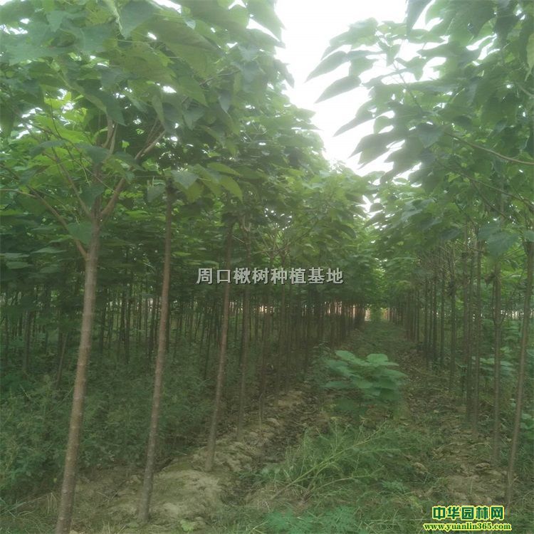 鱘5