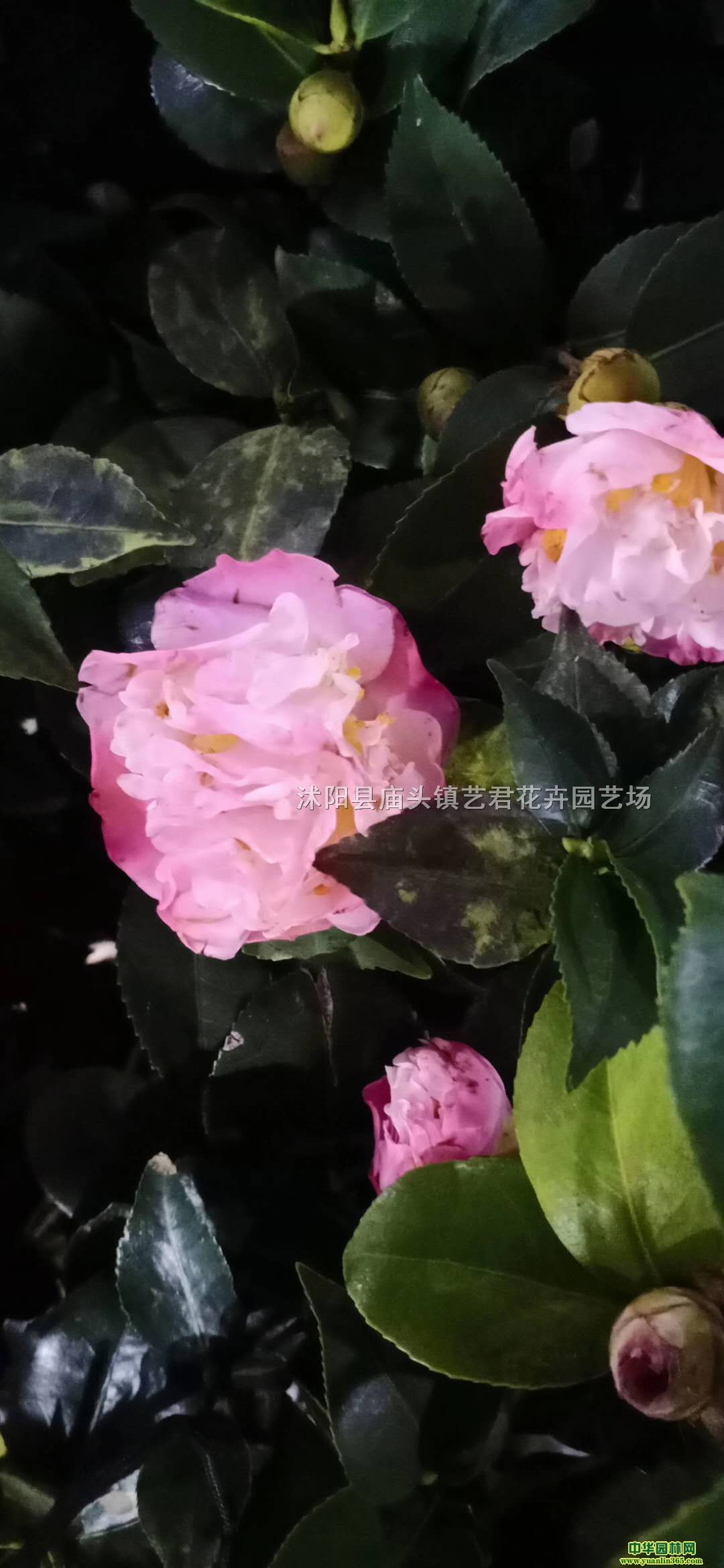 (yng)軨
