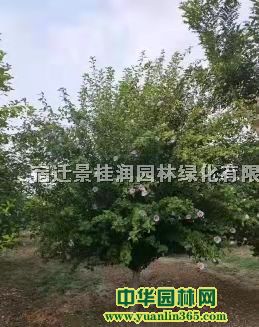 2ľ