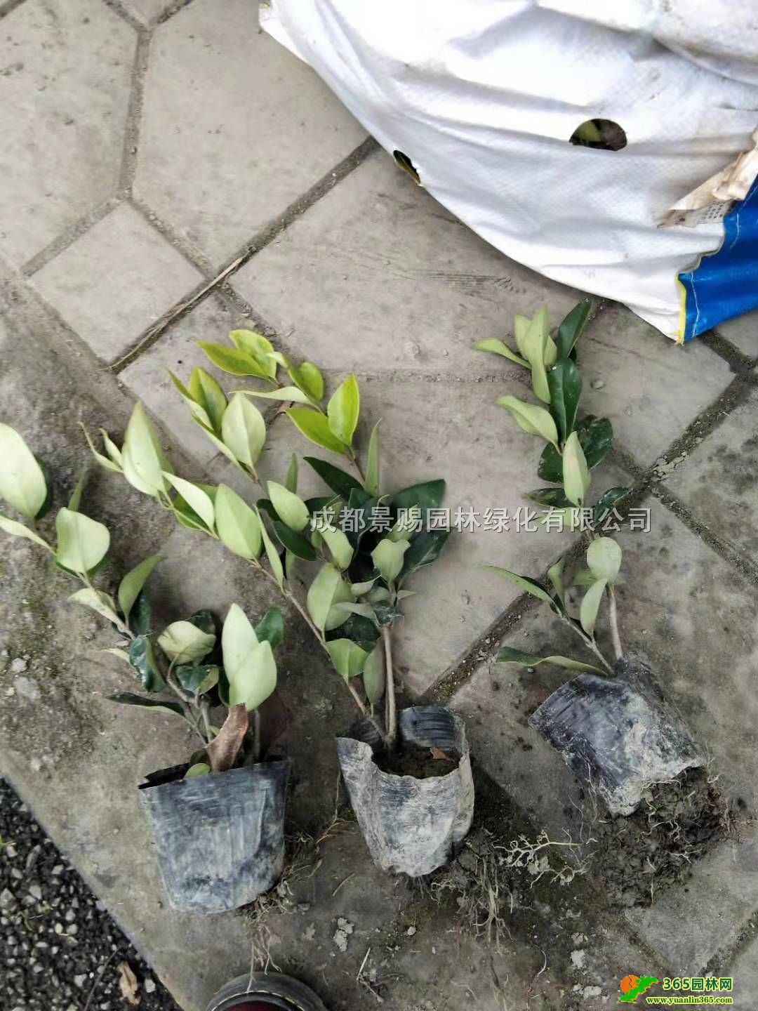 ĴɭŮؑl(f)20-40߽ɭŮؑСɭŮؑС