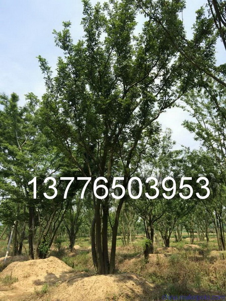 䡢SBľľ