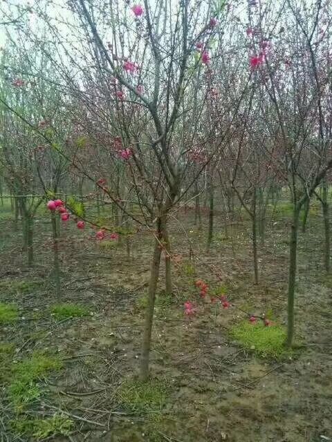 3-8ֵļt~҃r(ji)񡢼t~҈DƬt~Үa(chn)