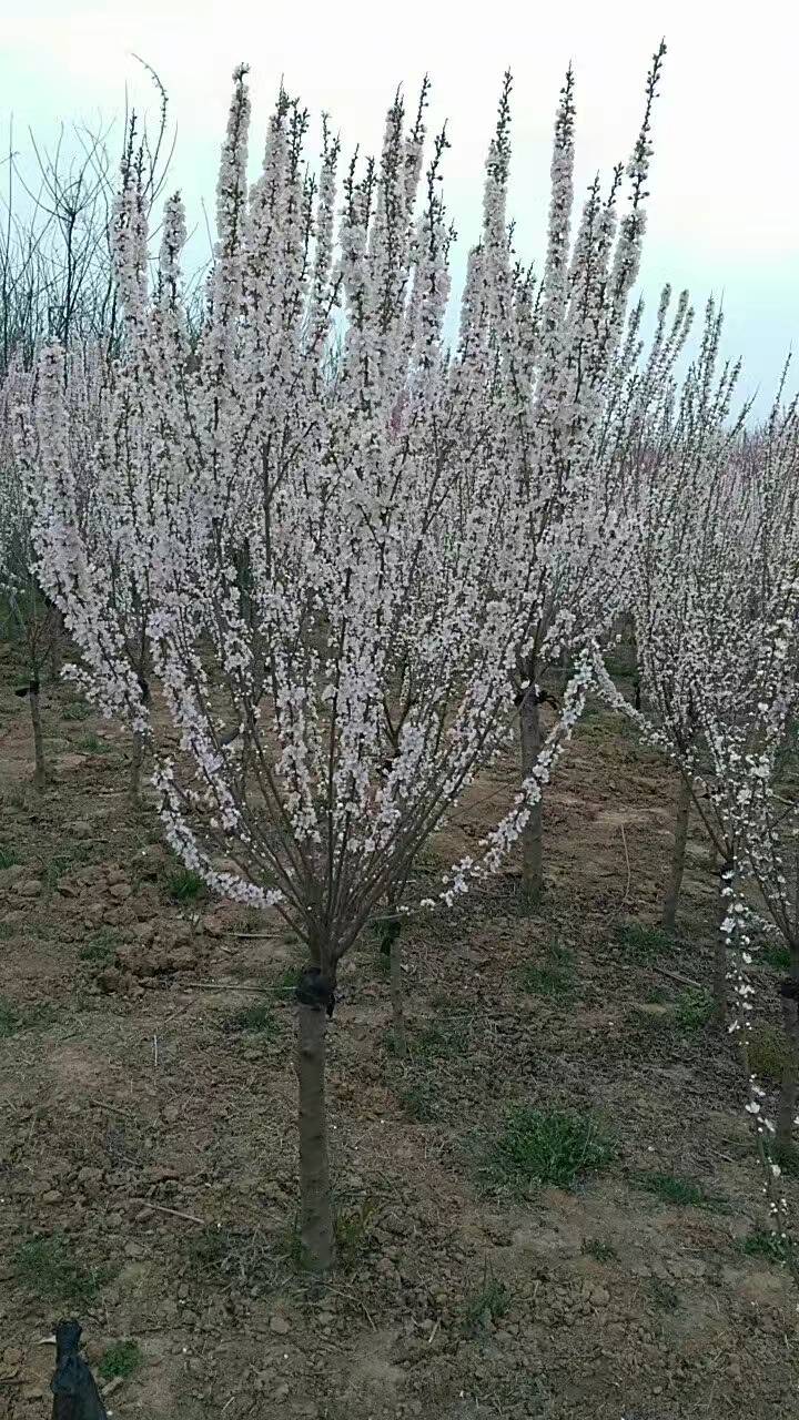 ÷ľ