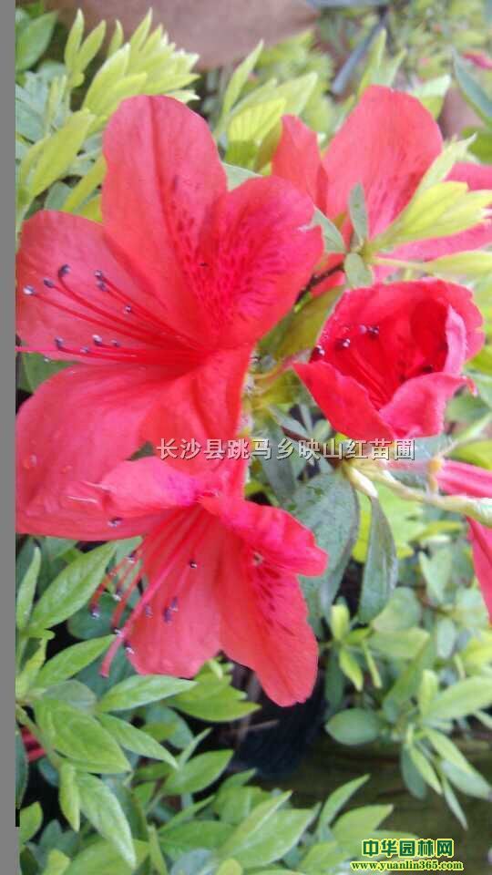 ҰӳɽttNɽU_(d)R硢ƶNľ