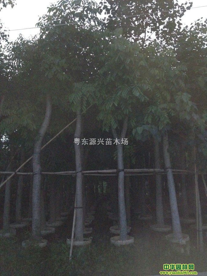 һľ