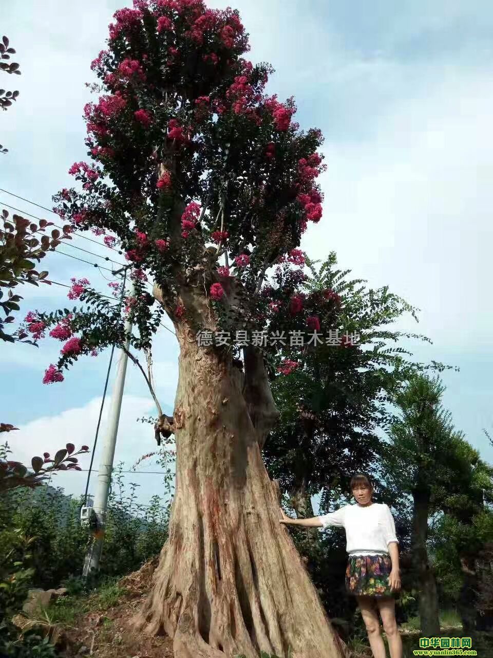 ޱ1