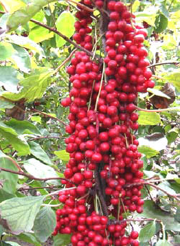 ζľ150f