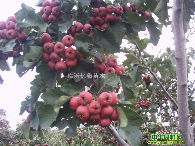ɽ髣ǣ