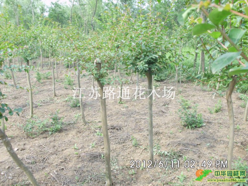 ؗUޱֱ3cm