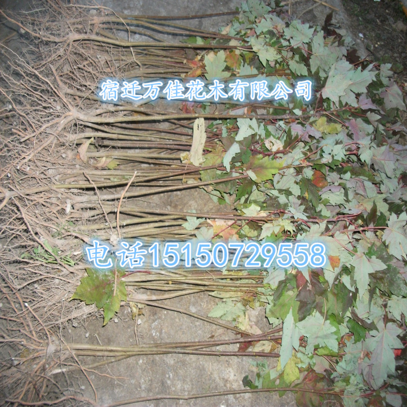 tǤѲ硢tN