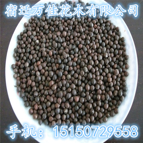 (sh)NĵNӡٷNN