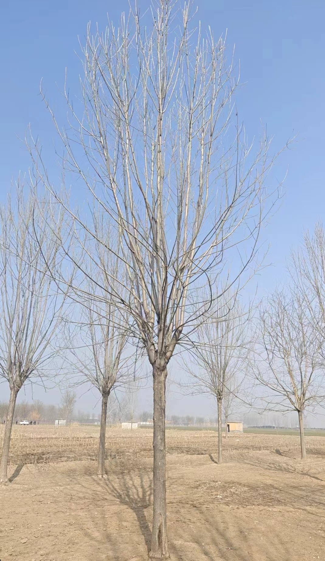 Ϟ(sh)15cm