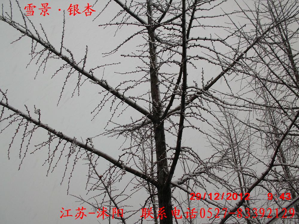 yɘ