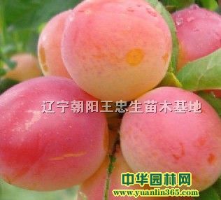 䡢ɽӘ̻ɽ高䡢Oľ