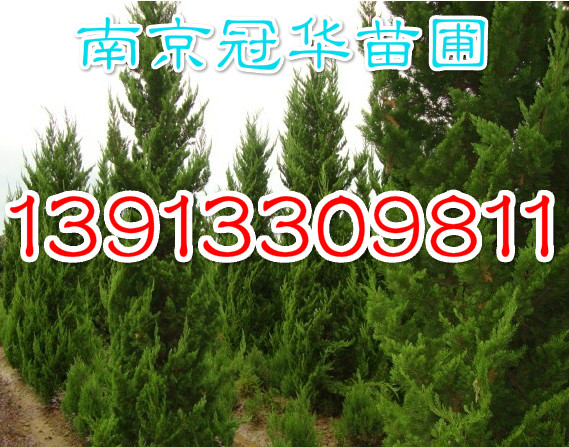 50607080
