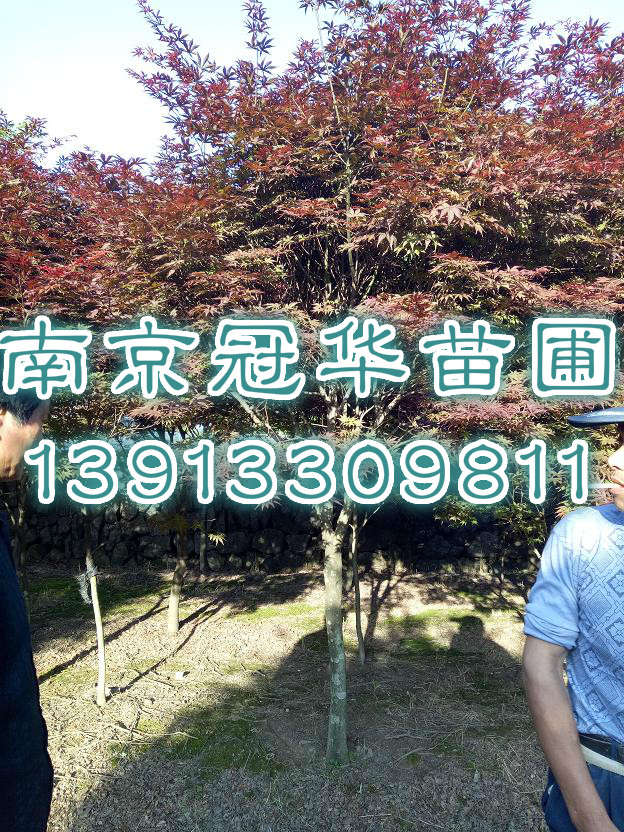 4(gu)t-4ձt-4ּta(chn)