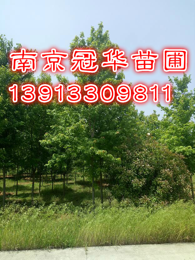 ֱN15t-15ּt-15t