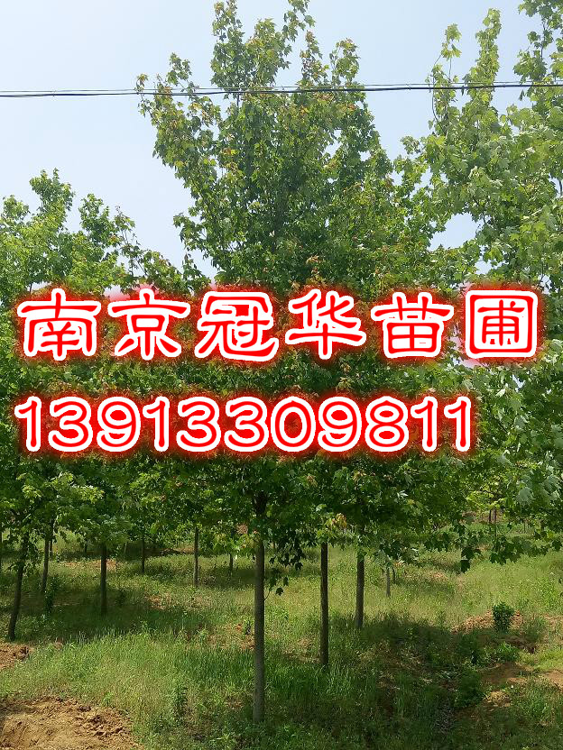 13t14t15tֱN