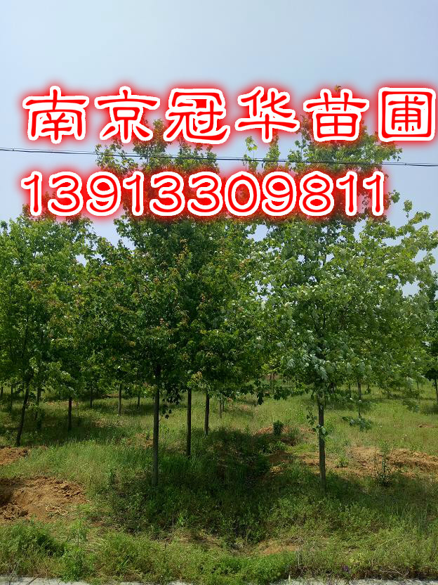 t253467t