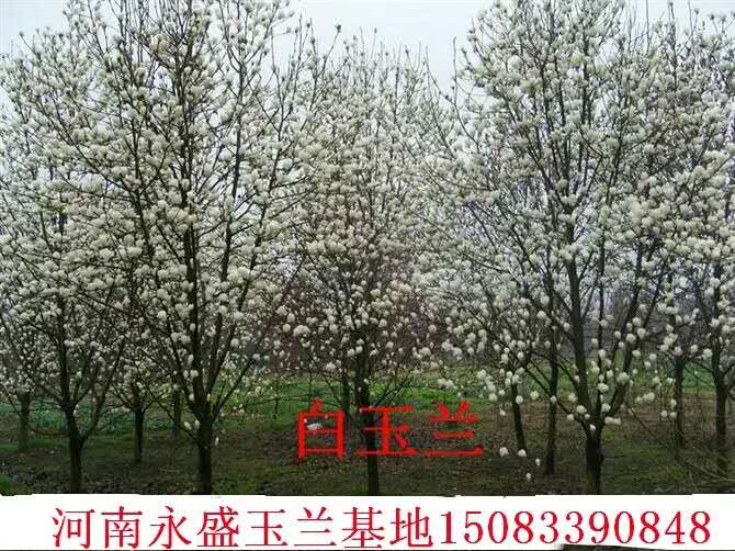 S.NmġǗ