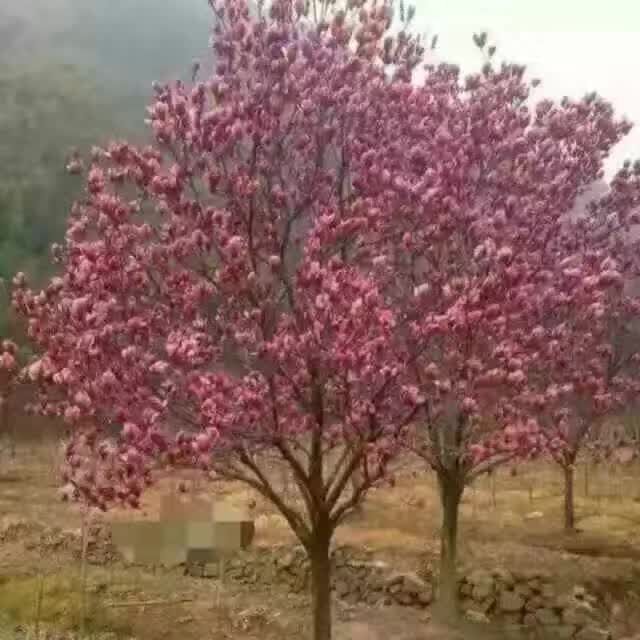 mmSmSǗɽ