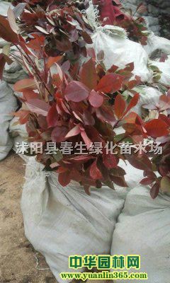 t~ʯ骴t~ʯ骱硢t~ʯСt~ʯ