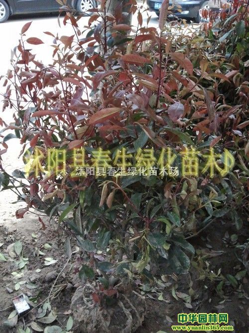 t~ʯڷ100t~ʯt~ʯС
