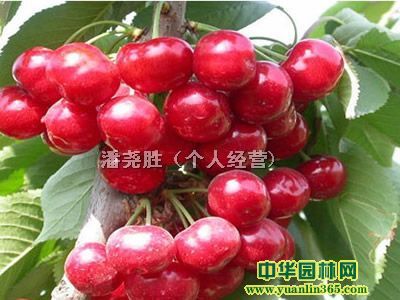 硢