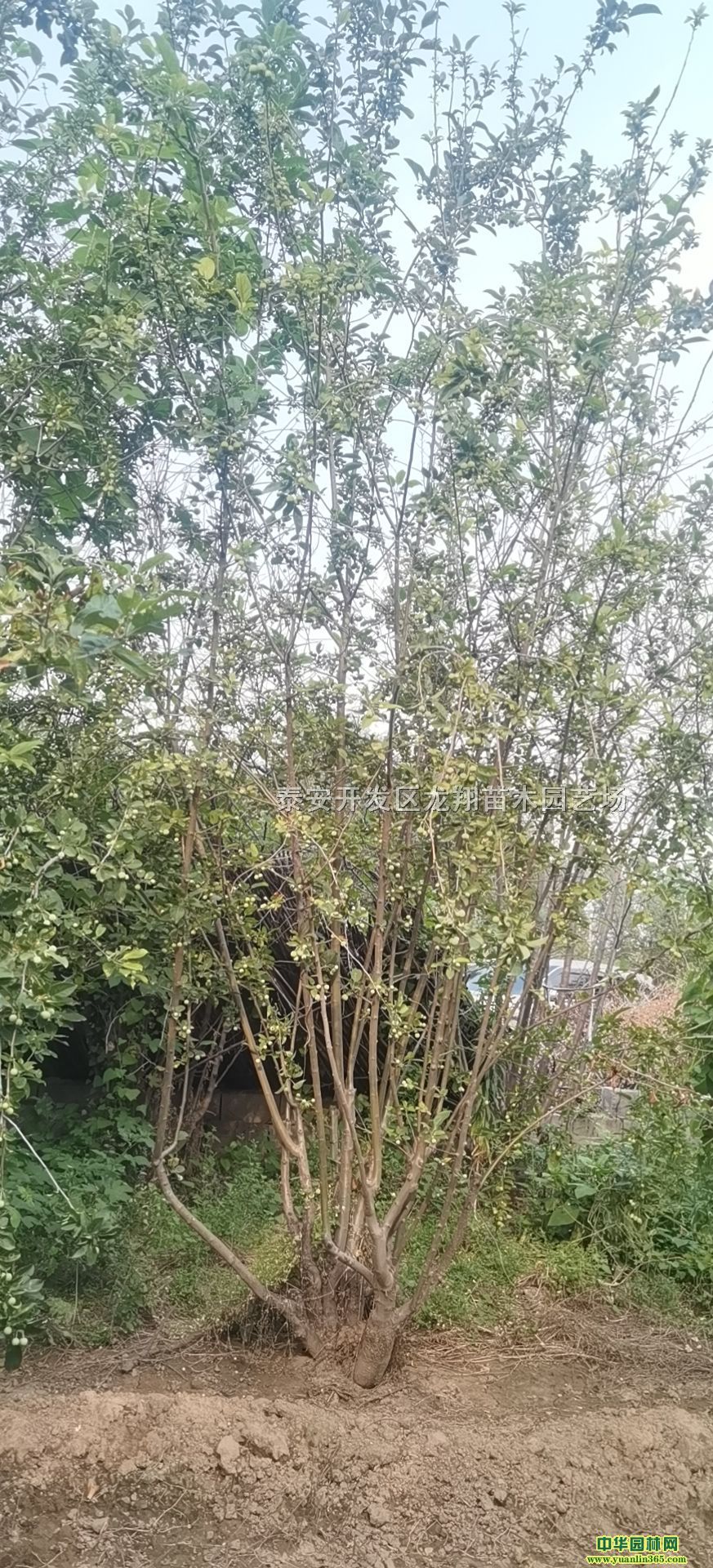 ռ56ռ