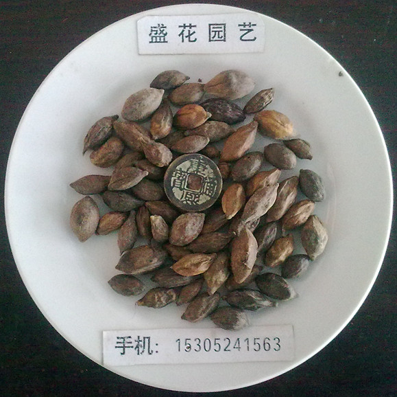 С~ʷN~ʡޙ