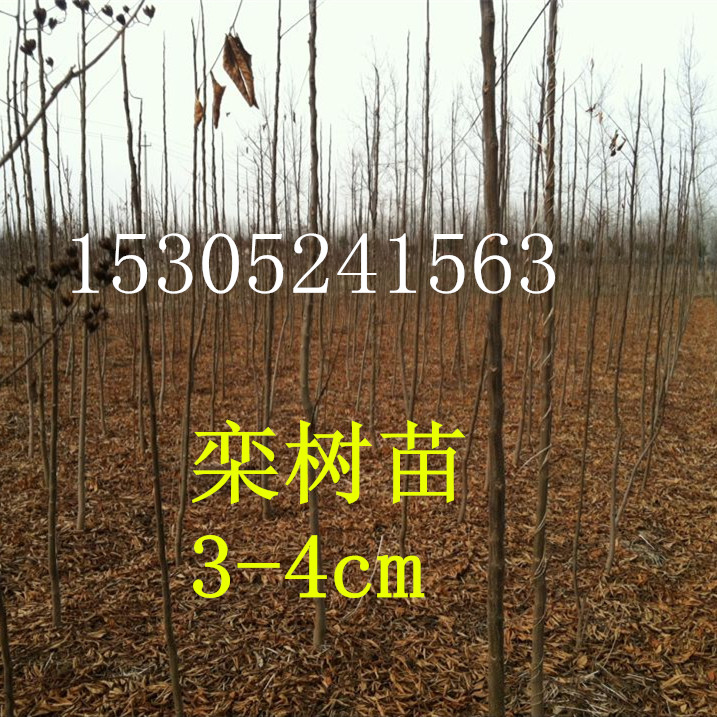 ϙ(sh)硢Sɽ(sh)(sh)(sh)ľ