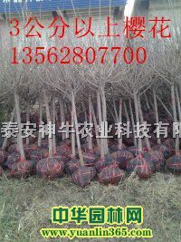 5֙ѻ1֙ѻ