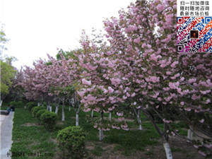 75֙ѻ(sh)