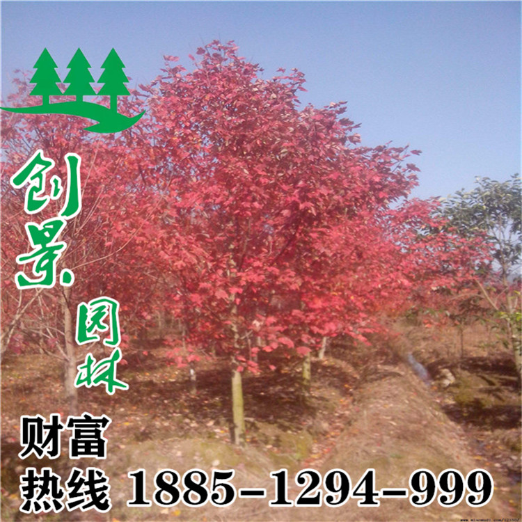 5-12փ(yu)|(zh)tԻֱN